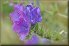 Bloemen